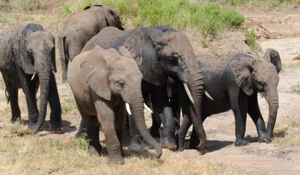 CLASSIC SERENGETI SAFARI