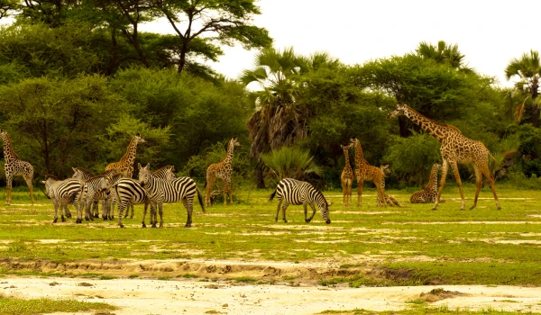  SERENGETI GREAT MIGRATION SAFARI